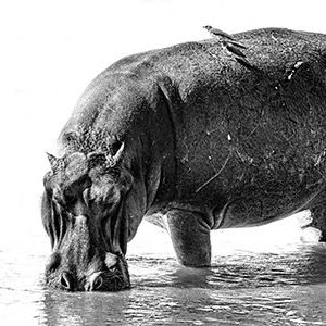 SA08: Masking Aggression