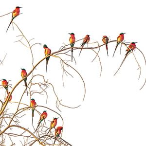 SA14: Carmine bee-eater